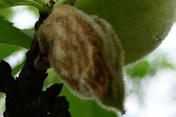 猕猴桃褐腐病防治技巧,如何防治早熟桃僵果现象