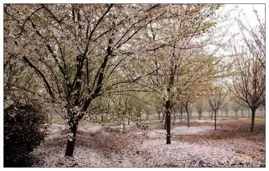 南通赏樱,江苏樱花景区介绍