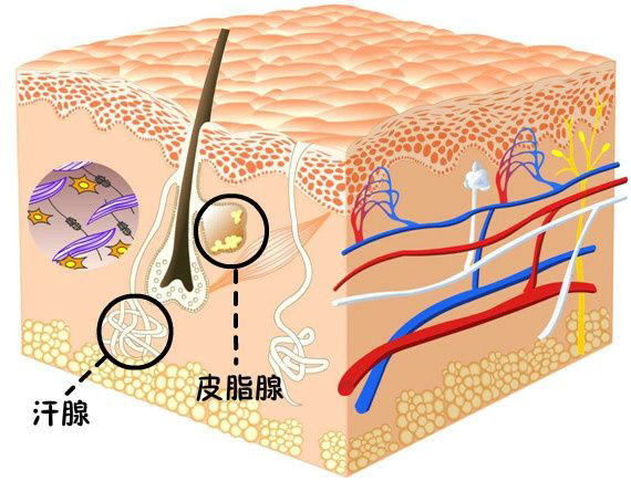 教你一招轻松改善脸部下垂,脸垮下垂怎么运动改善
