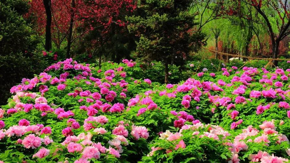 100种百花图谱大全,好书推荐快来领取你的宝藏书单