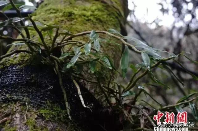 海外旅行防深坑！游客在比利时花80万买了颗“玻璃”！