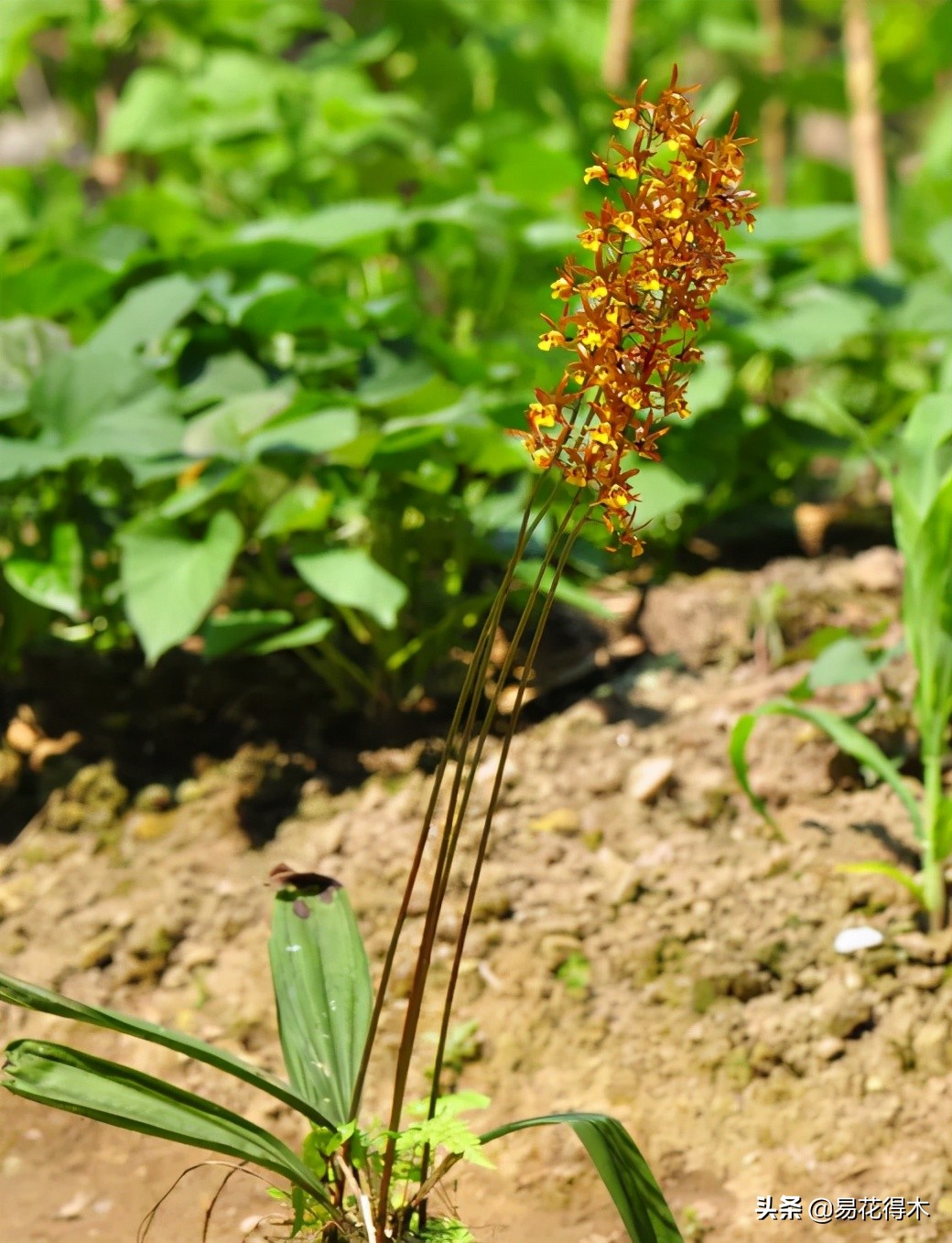 杜鹃兰属于几级保护植物,杜鹃兰品种图片