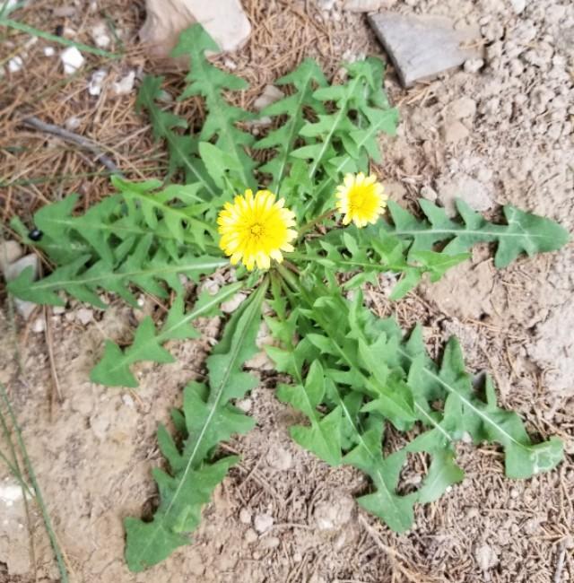 蒲公英的特点和它们的传播途径,蒲公英一年四季会有什么变化