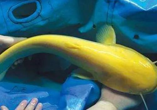 捕获巨型黄金鱼,山东捕获黄金鲶鱼