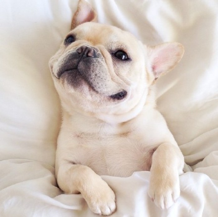 新手法斗到底如何养,法斗有多可爱就有多难养