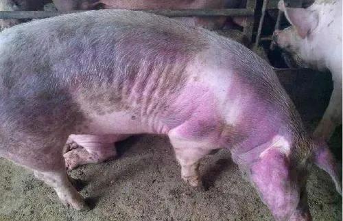 猪病怎么判断,经典判断猪病最快的方法