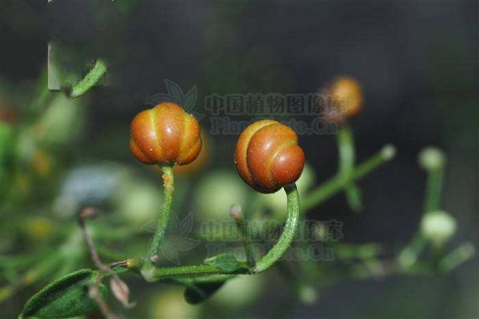 血见愁能治痔疮吗,血见愁是活血的吗