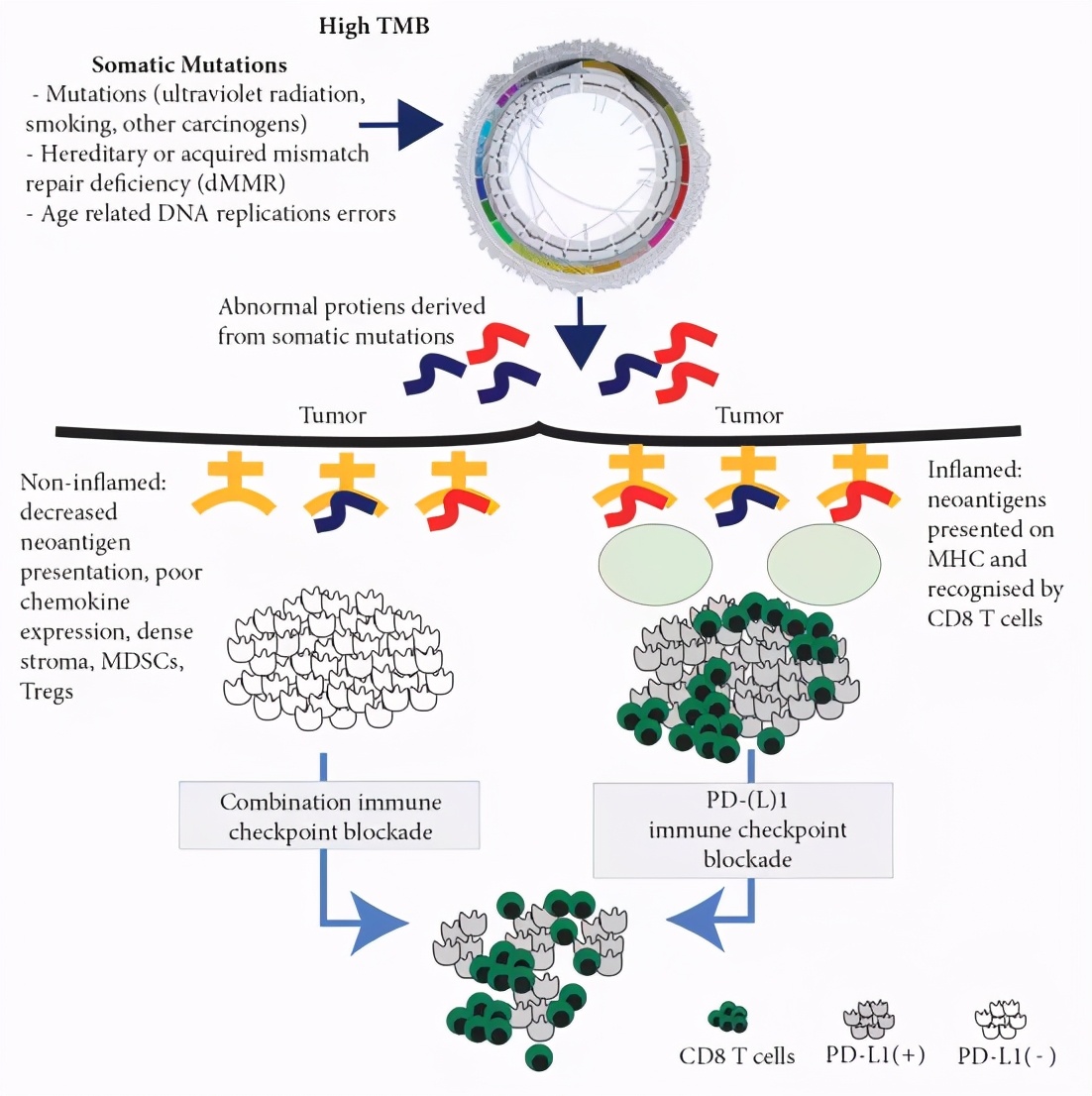 肿瘤突变负荷（TMB）能预测联合免疫治疗的疗效吗？|脑海Yeah