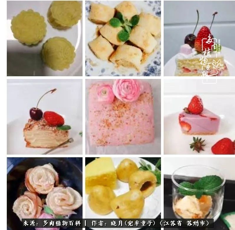 六年时间环游22个国家,却被多肉小萌物征服