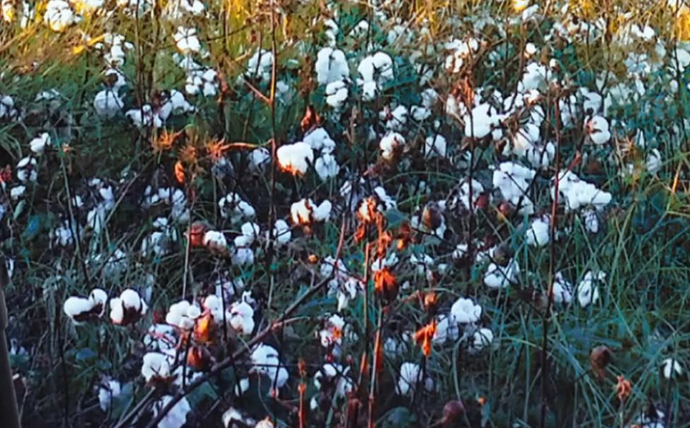乌合麒麟血棉解析,乌合麒麟怒揭血棉真相