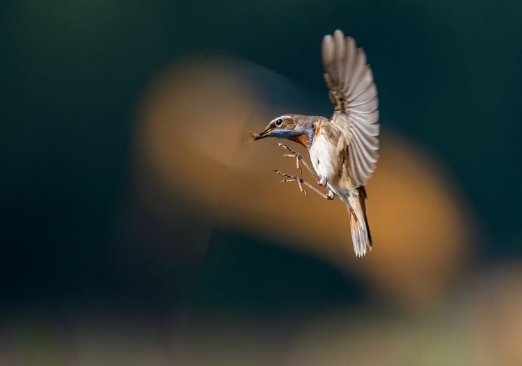 情人岛拍摄地点,情人岛航拍视频