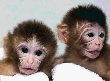 美国艾滋病疫苗最新准确消息,猴子实验艾滋疫苗