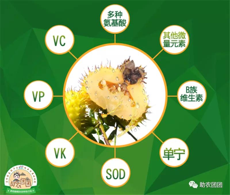 助农团团最新视频,助农团团所有视频