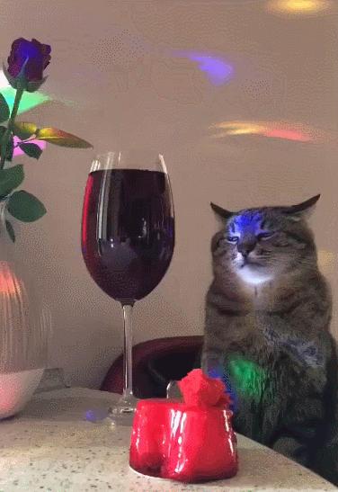 橘猫被抓警察局,肥猫被警察带走判刑