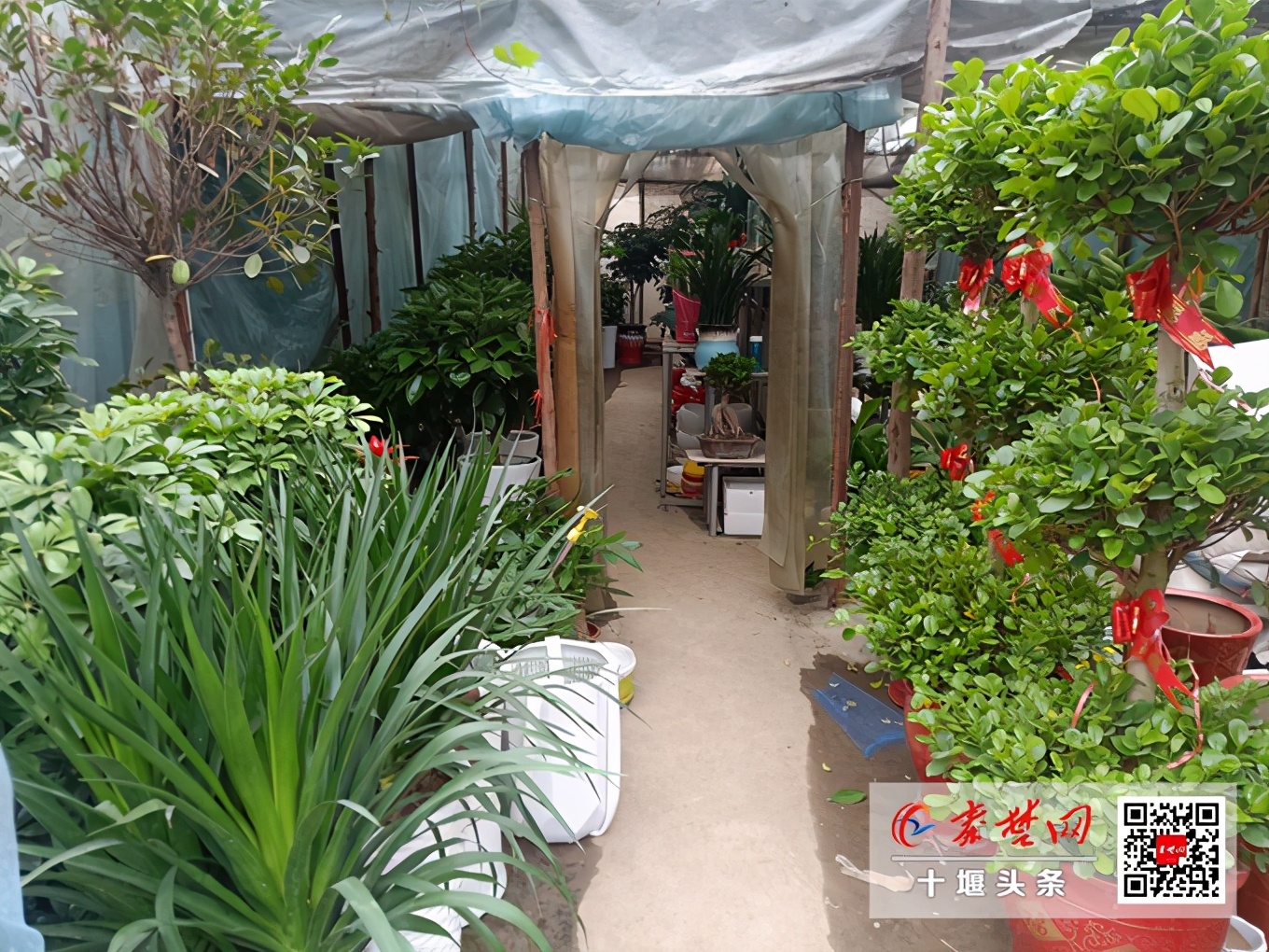 鍗佸牥妞嶇墿鐩嗘牻甯傚満,鑺卞崏缁挎鐩嗘牻鍗佸牥