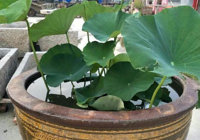 家里如何养观赏荷花教程视频,家庭盆栽荷花怎么养活