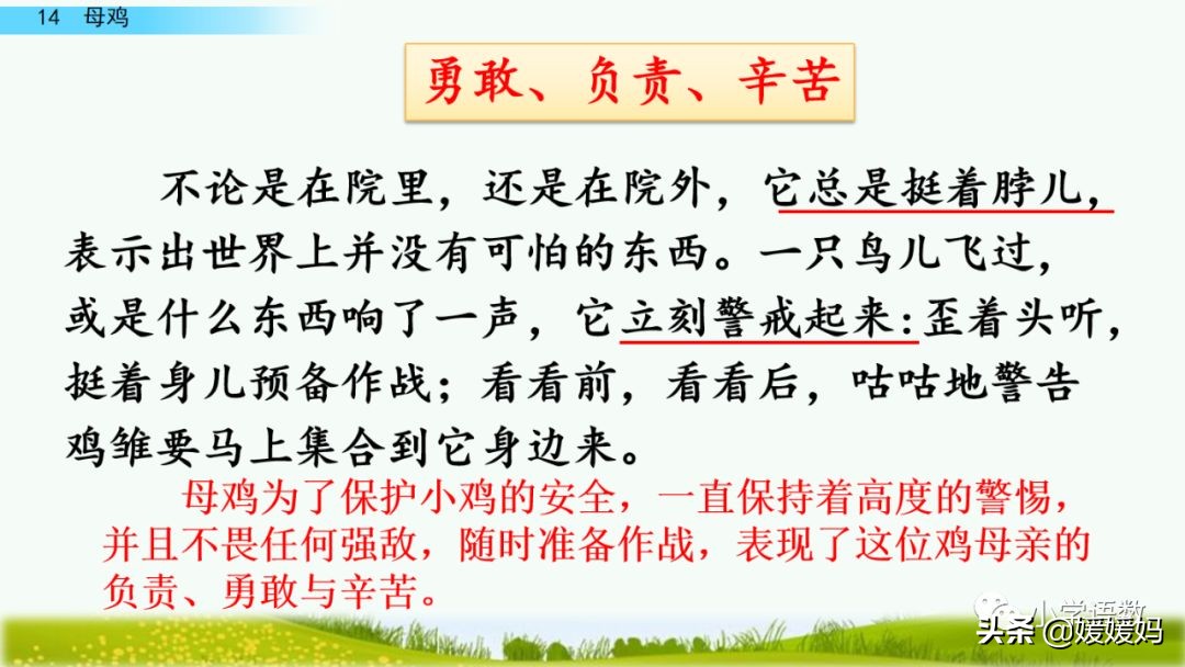 四年级下册第13课小练笔仿写母鸡,四年级下册14课母鸡的预习完整版