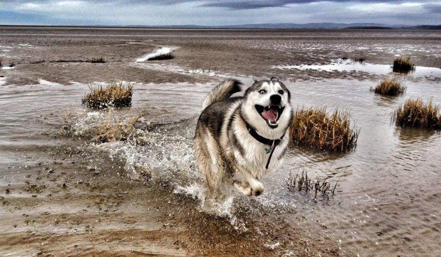 哈士奇为什么一直高高在上,为什么哈士奇每天都显得这么傻