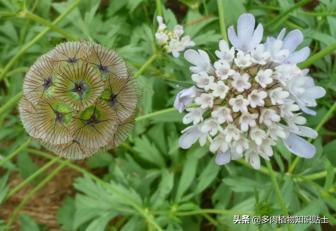 星花轮峰菊,星花轮峰菊图片大全