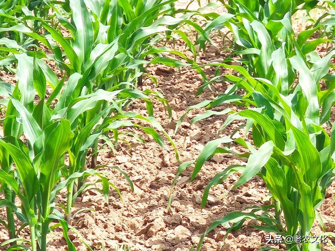 玉米常见问题及解决方法,玉米品种出问题了怎么解决