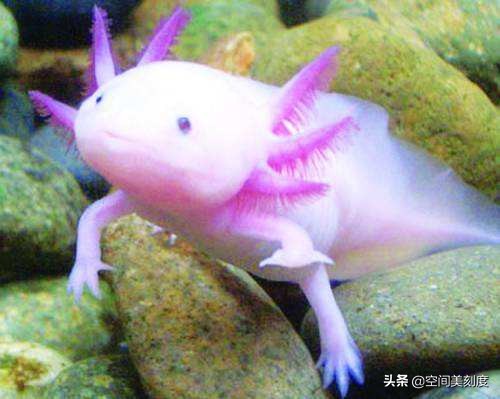 好养耐活的热带观赏鱼都有哪些,既好养又好看的热带观赏鱼