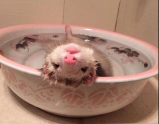 宠物貂新手避雷,宠物貂新手指南