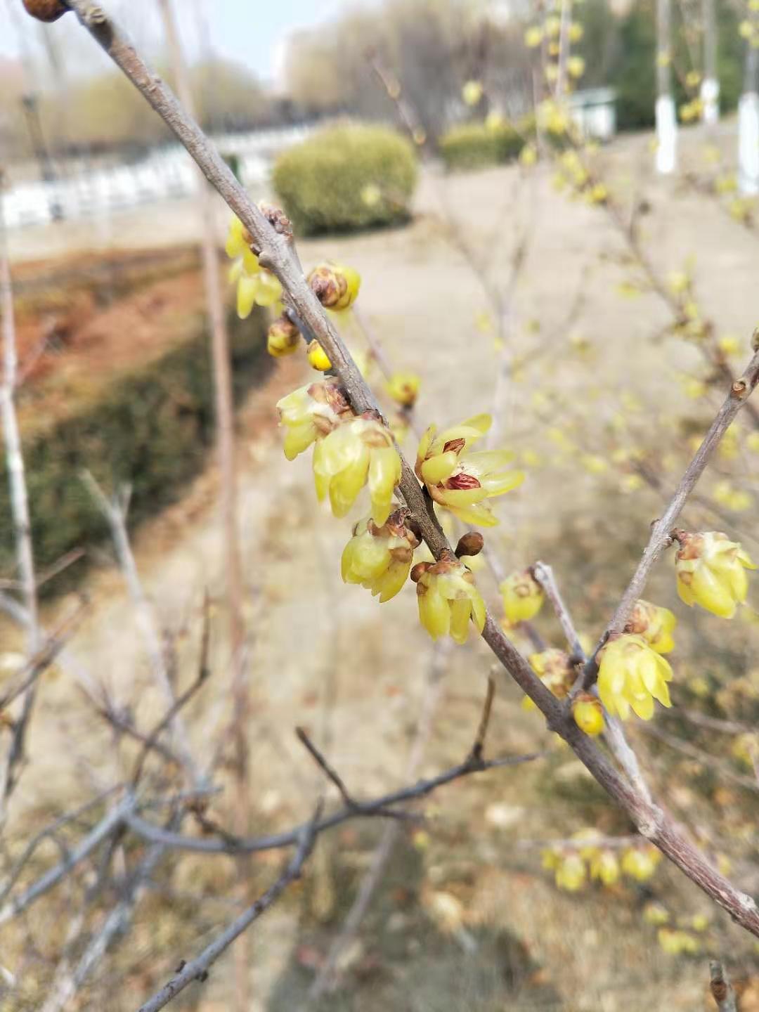 中药材腊梅花功效与作用,中药腊梅与腊梅花的区别
