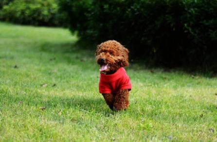 关于遛狗要拴绳,遛狗可以带点什么