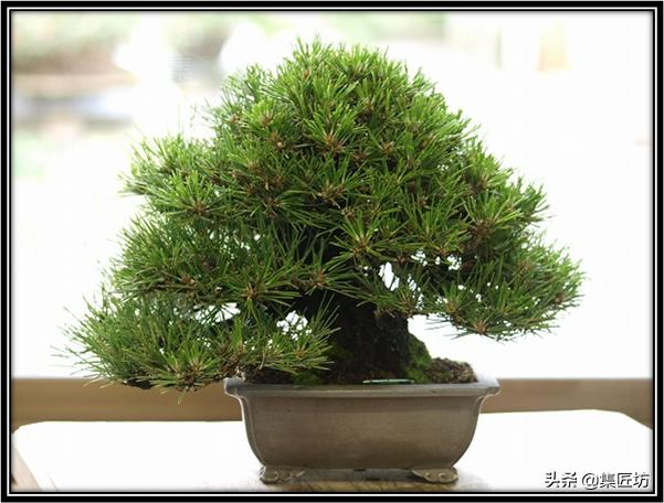 松树盆景换盆去土除根吗,松树盆景怎样修剪和造型