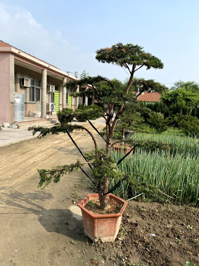 曼地亚红豆杉简介,最大的曼地亚红豆杉