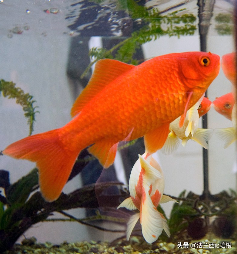 鱼的记忆只有七秒钟为什么是错的,鱼的记忆真的有七秒吗细思极恐