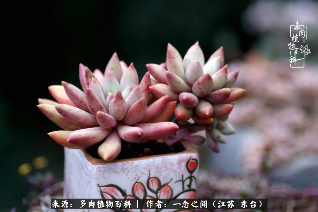 一见多肉误终生,一见多肉误终生从此钱包成路人