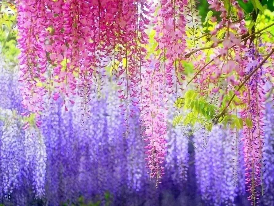 精品紫藤品种,名藤花卉紫藤