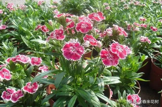 这几种植物越养越值钱,这几种花你养过吗