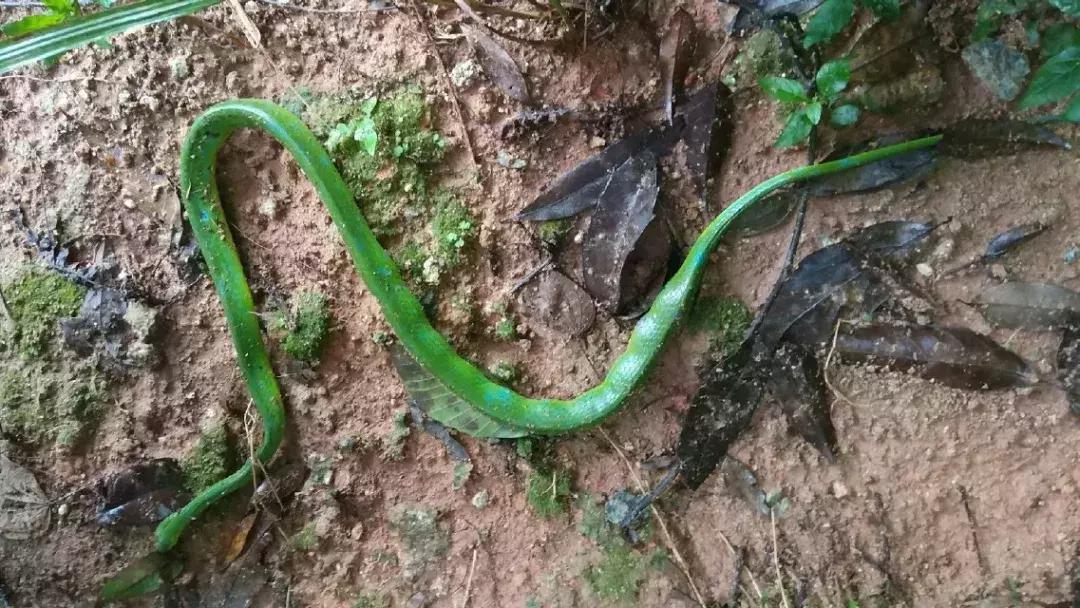 我眼中的绿是什么样的,我眼中的翠青蛇全集