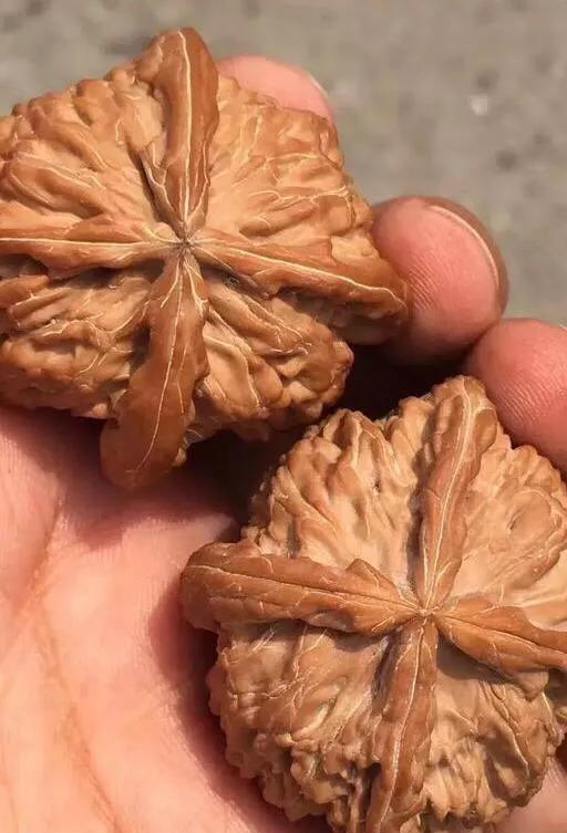 文玩核桃阴皮和反油,文玩核桃阴皮和反油怎么办