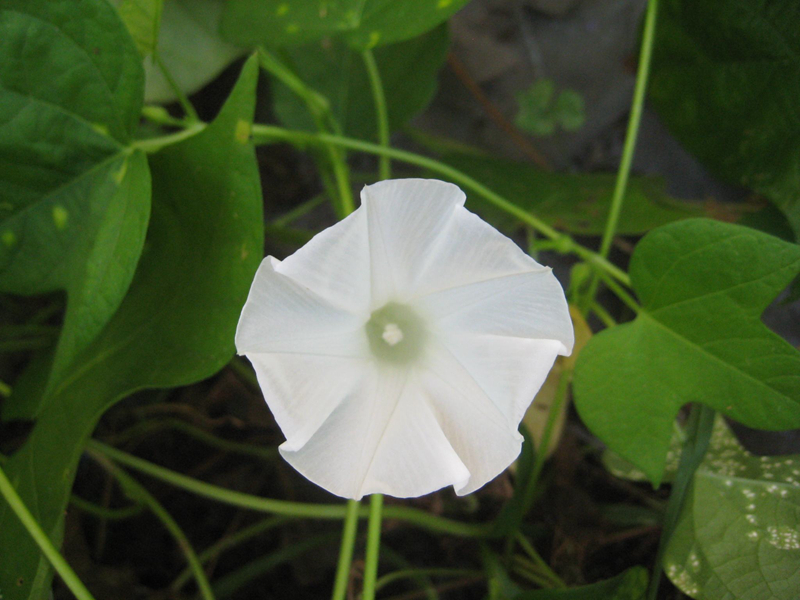 精灵之约•节气“植”说│上海的二十四节气花园小暑