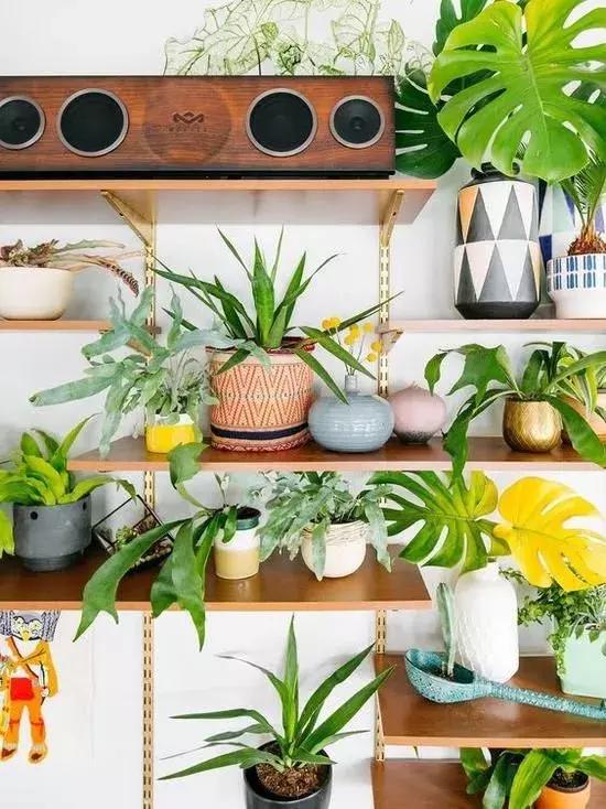 有没有吸甲醛室内植物,室内甲醛超标植物会怎样