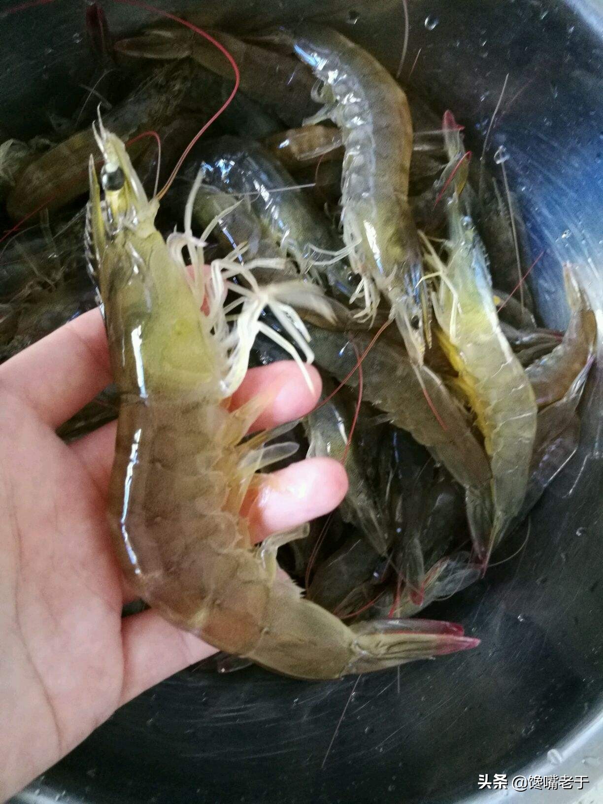 鲜虾挑虾线的简单正确方法,鲜虾怎么去虾线最简单的方法
