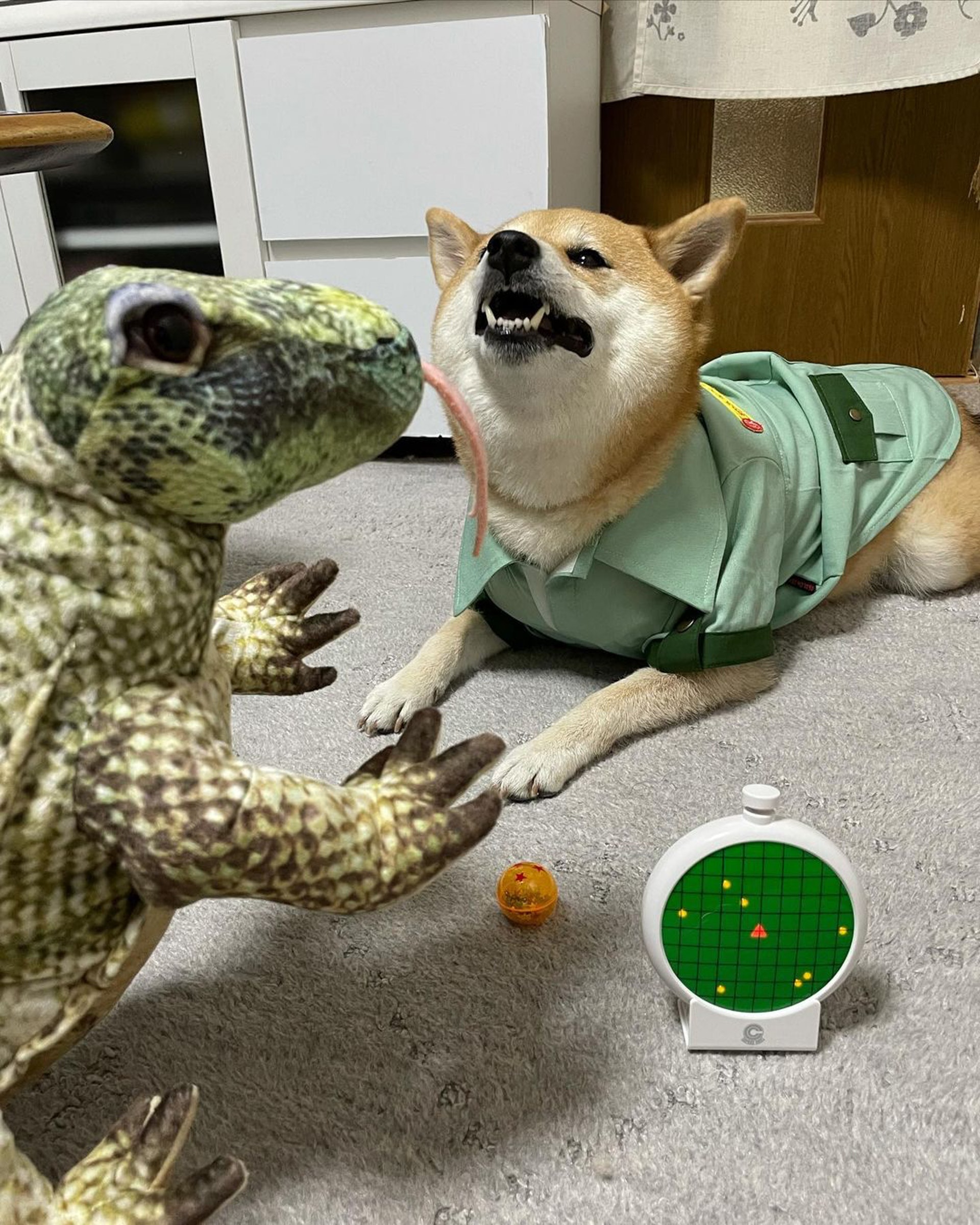 被砖头压住了!影帝柴犬超入戏25个连自己也骗倒的瞬间