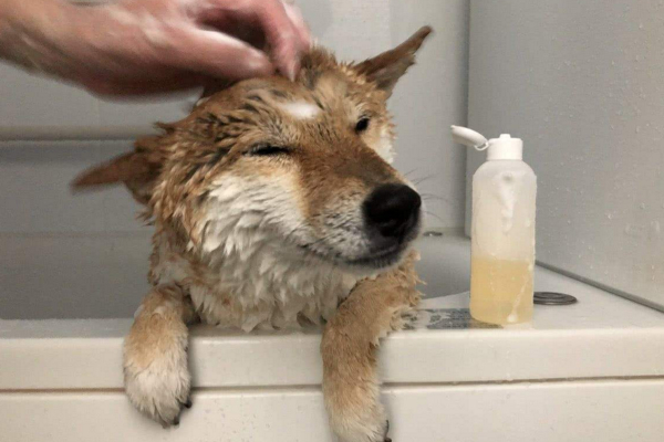 新手养柴犬的十大坏处,养柴犬要注意哪点