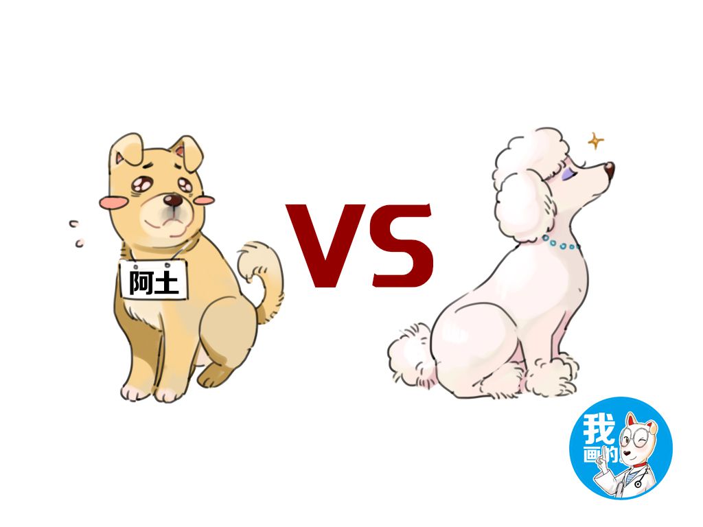 为什么土狗那么好养活,土狗是不是最好养活的