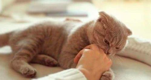 养猫的七条禁忌,养猫攻略之猫咪乱尿