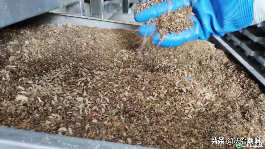 前方高能预警！汕头人的餐厨垃圾竟是被虫子吃掉的1斤卵孵出幼虫每天吃10吨垃圾