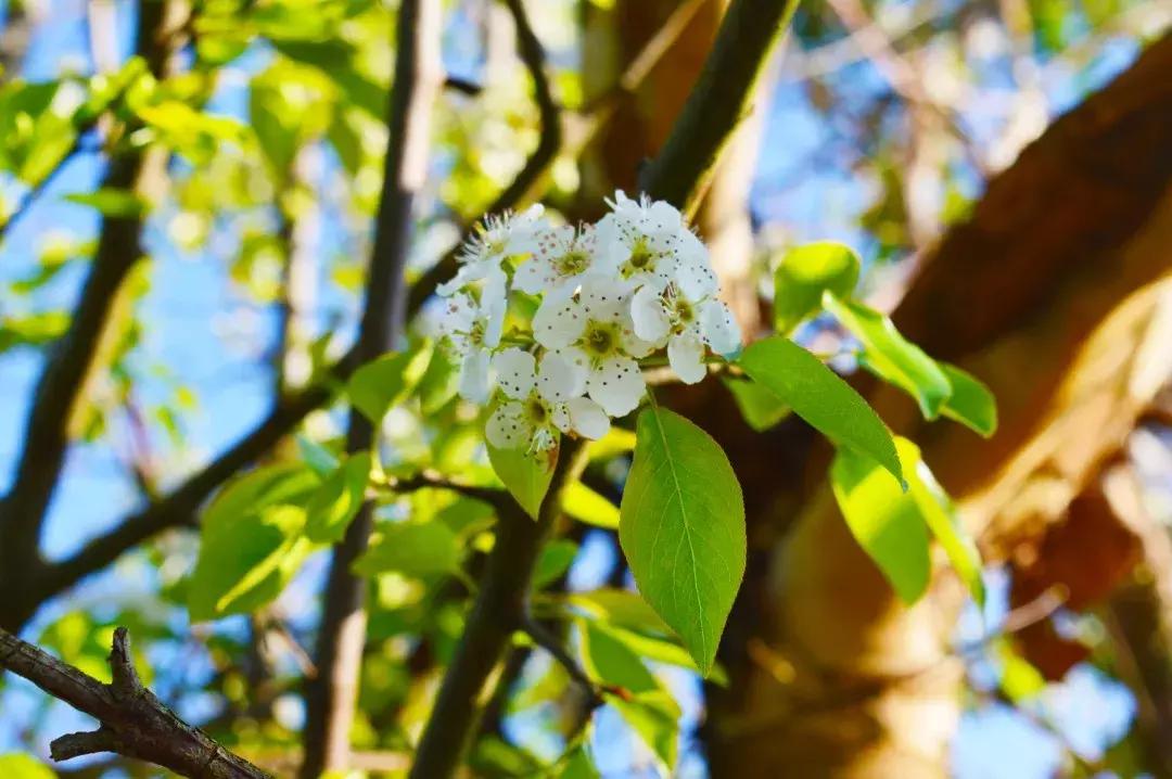 昆明石林景区值得去吗,昆明石林精华景点