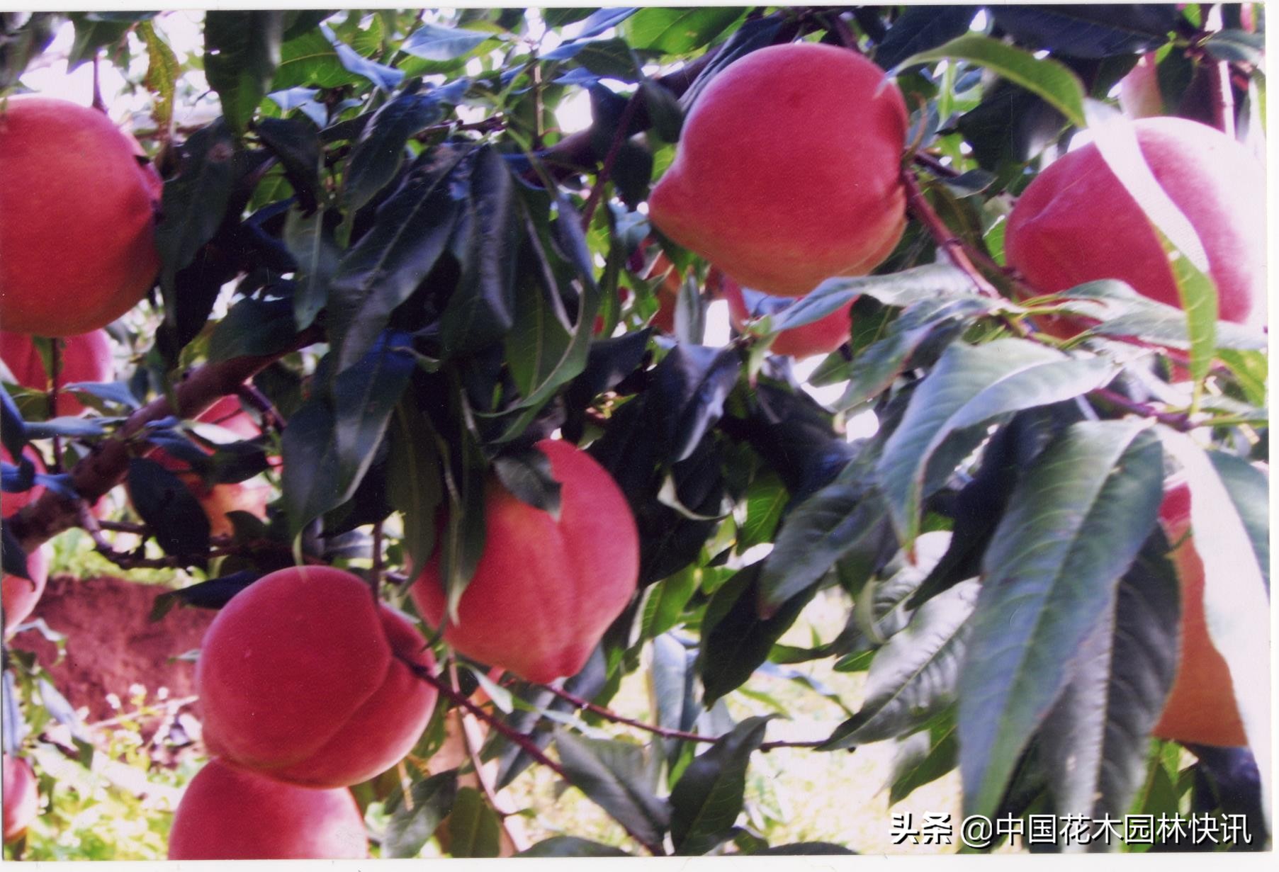 云南水果产业现状,云南水果发展现状