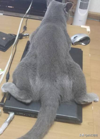 国外一只猫每天自己外出,国外一只猫经常露出奇怪表情