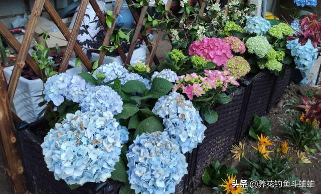 绣球为什么老是烂叶子,绣球修剪成光杆不发芽怎么回事