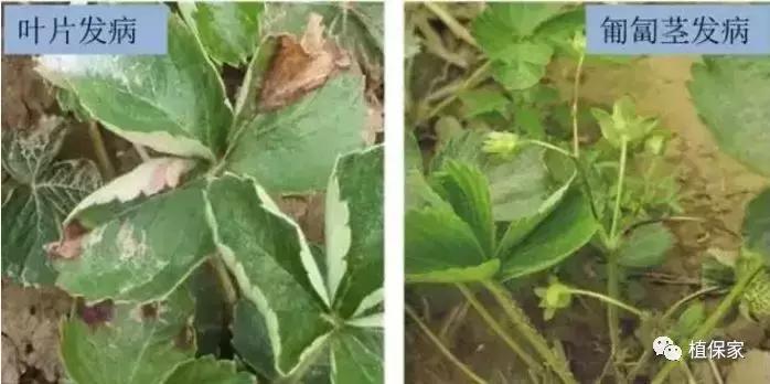 南京地区草莓病虫害防治的现状,温室草莓病虫害种类及防治措施