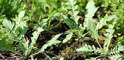 春天最适合滋补的食物,这4种东西千万不要拿回家会很穷